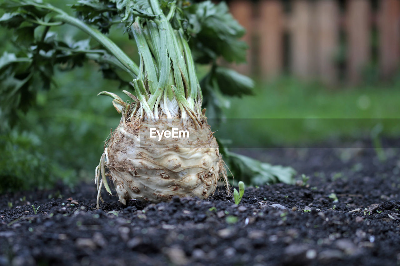 Close-up of  plant growing on field