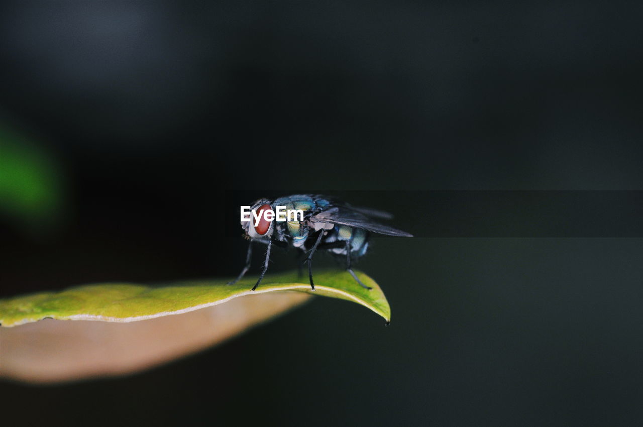 CLOSE-UP OF FLY ON A LEAF