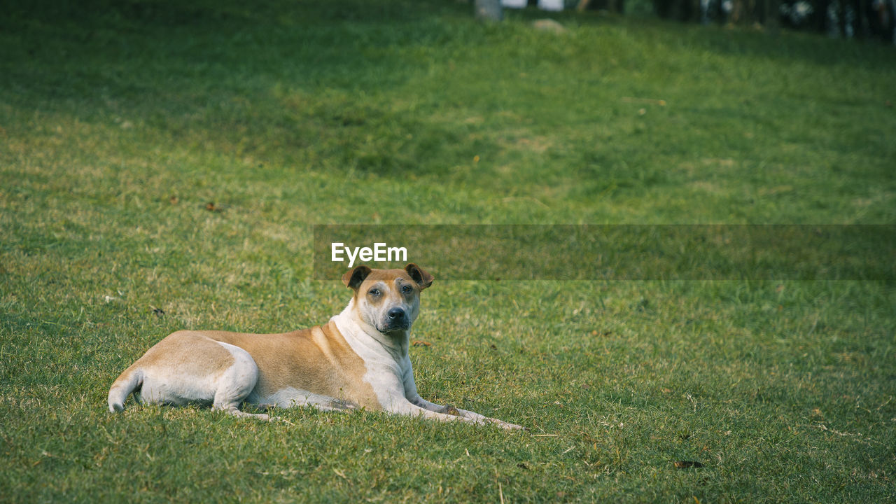 Portrait of dog sitting on field