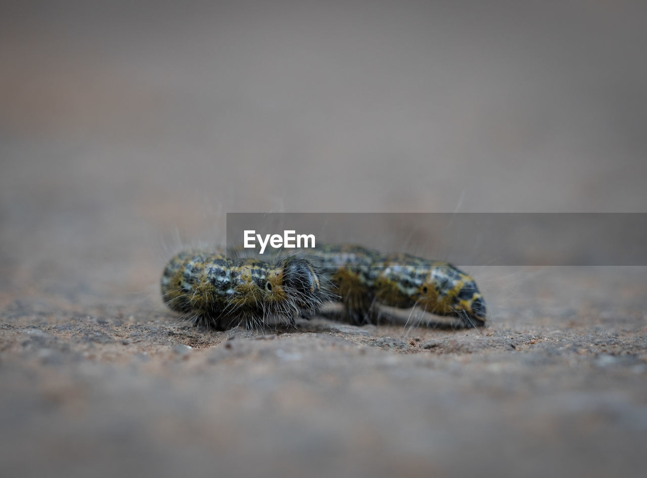 Close-up of caterpillar on rock