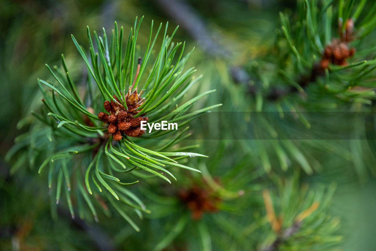 CLOSE-UP OF PINE TREE