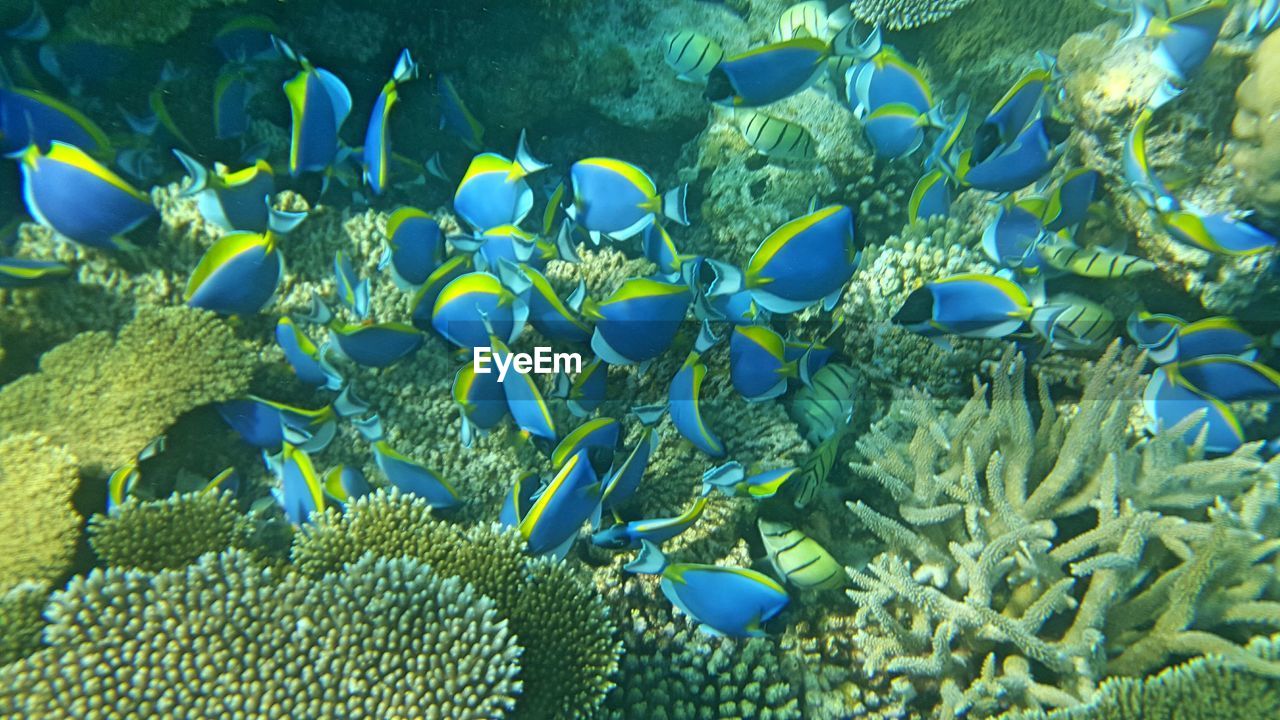 Close-up of fishes swimming in sea