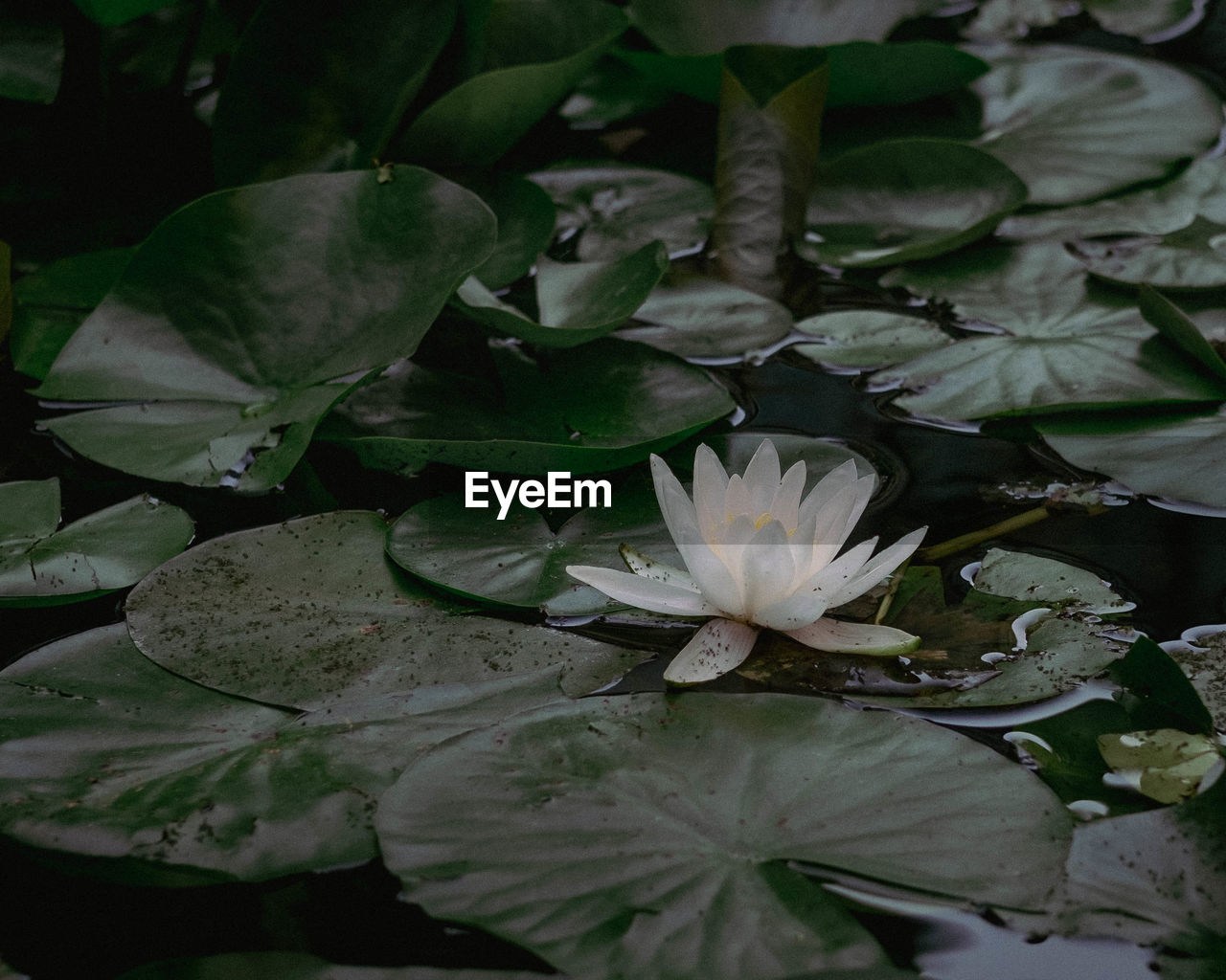 flower, plant, flowering plant, leaf, plant part, water lily, beauty in nature, freshness, green, nature, water, pond, growth, petal, close-up, flower head, inflorescence, lily, lotus water lily, no people, floating, aquatic plant, floating on water, fragility, blossom, outdoors, botany, springtime, white, environment, social issues