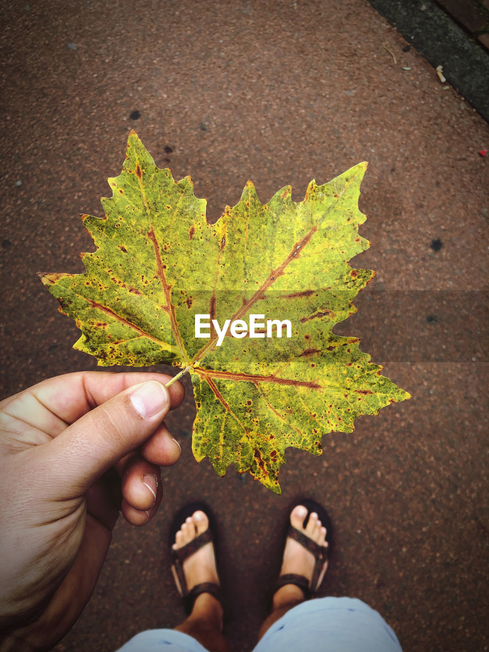 green, leaf, plant part, tree, yellow, one person, personal perspective, plant, autumn, nature, high angle view, day, low section, soil, lifestyles, outdoors, hand, human leg, flower, leisure activity, city, street, limb, directly above, road, human limb, adult, shoe, holding, footpath, maple, men, branch, standing