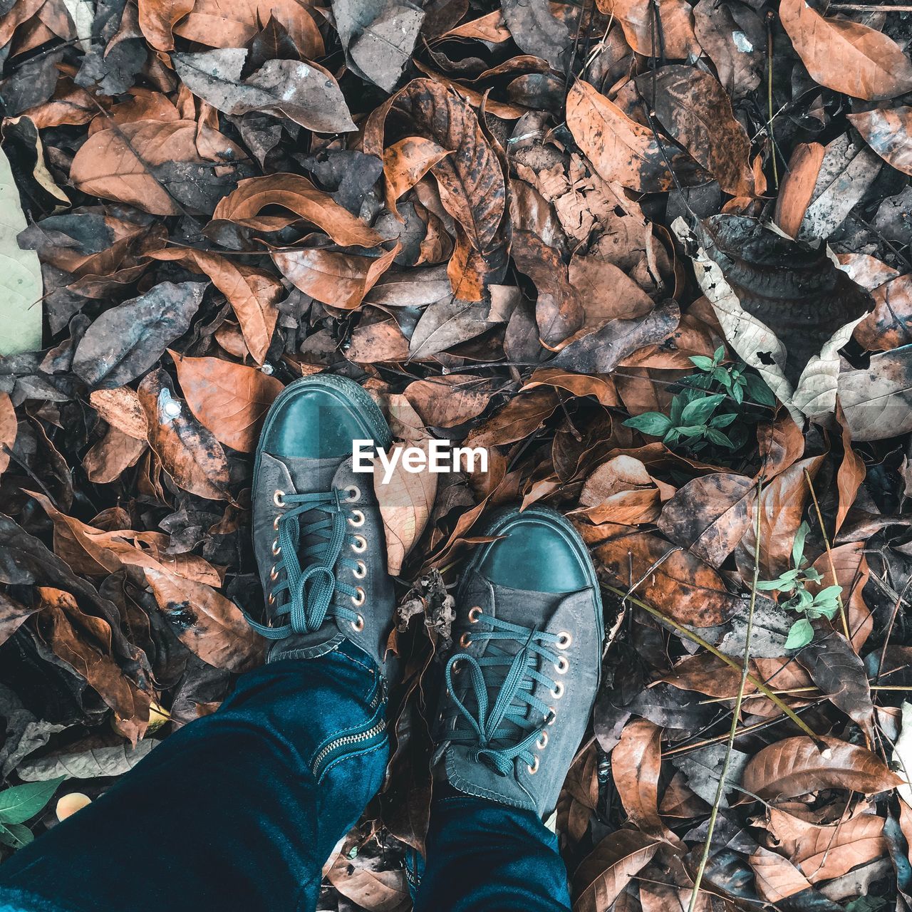 Low section of man standing on dry leaves