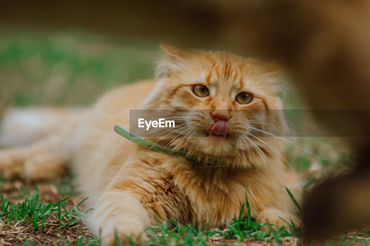 Close-up portrait of a cat