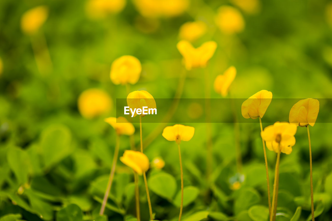 Close-up of yellow flowering plant