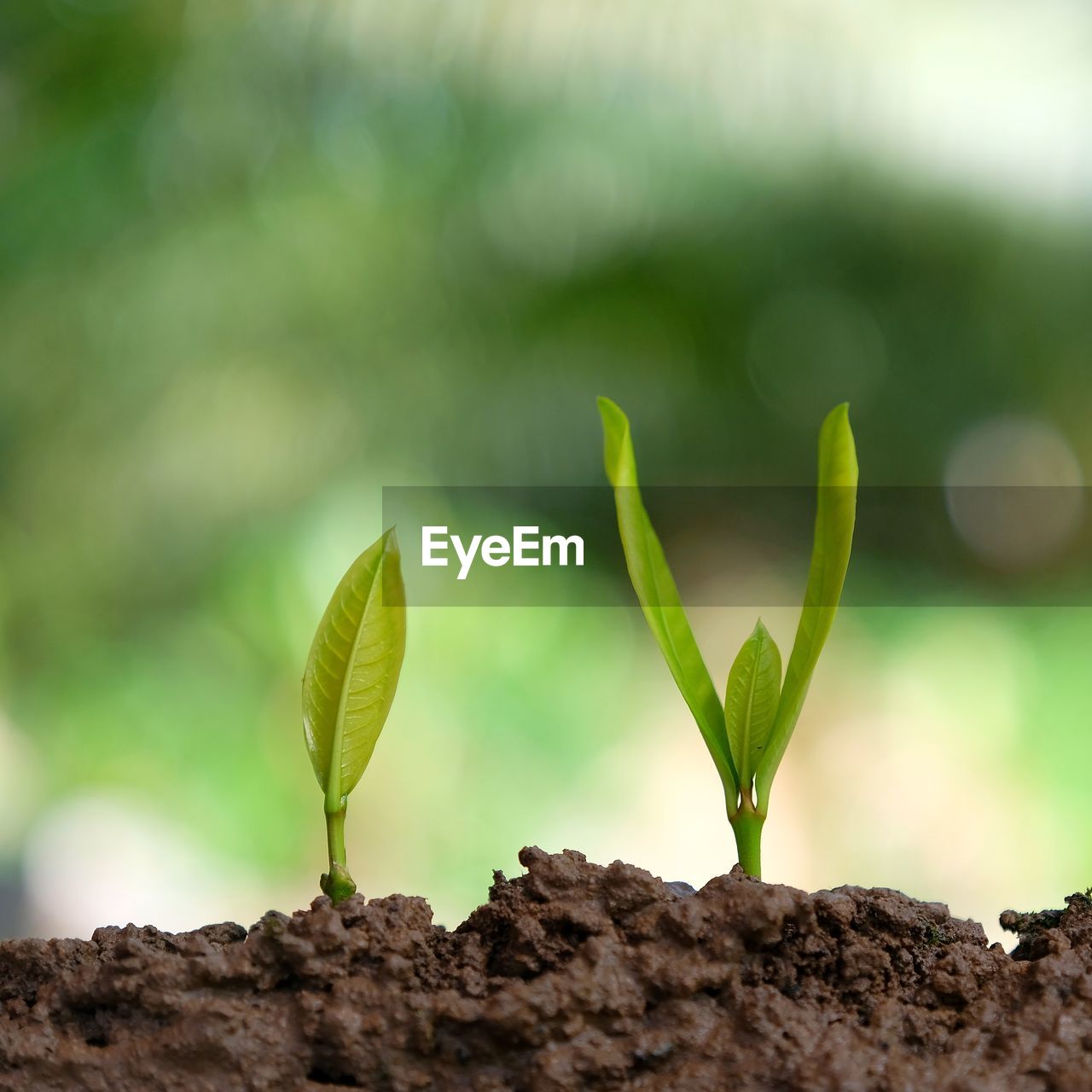 Close-up of sapling growing on field