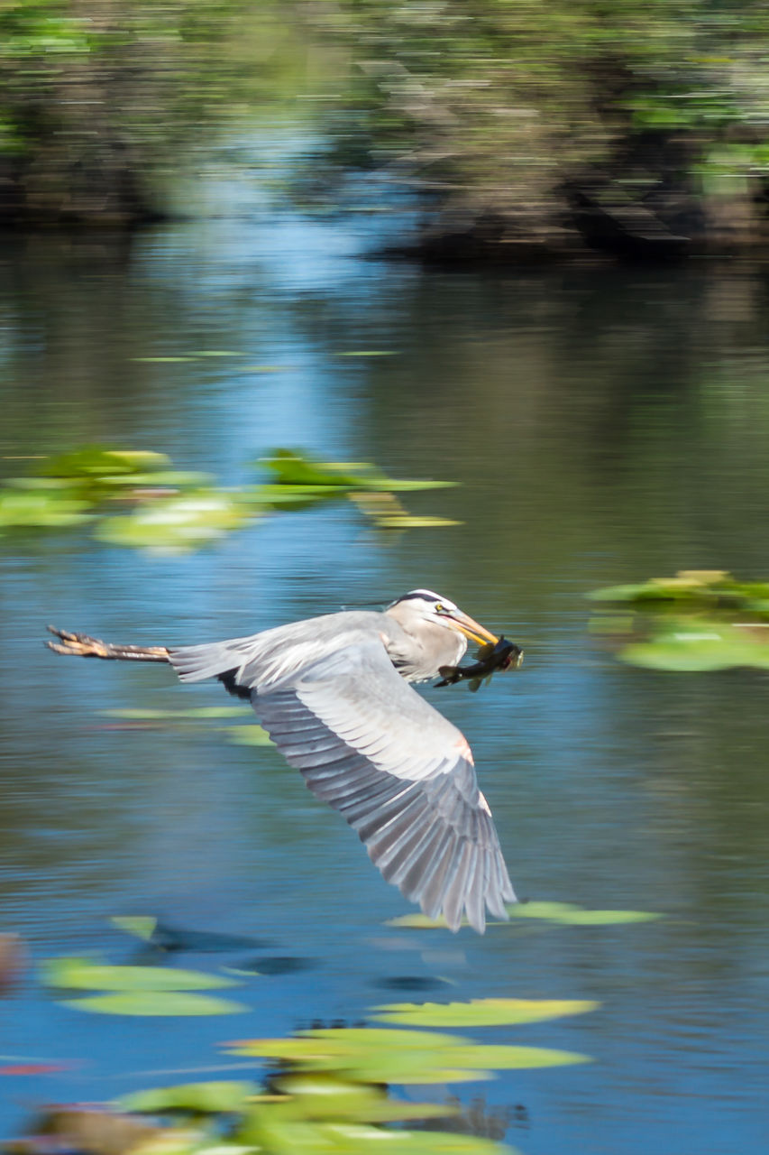 BIRDS IN WATER