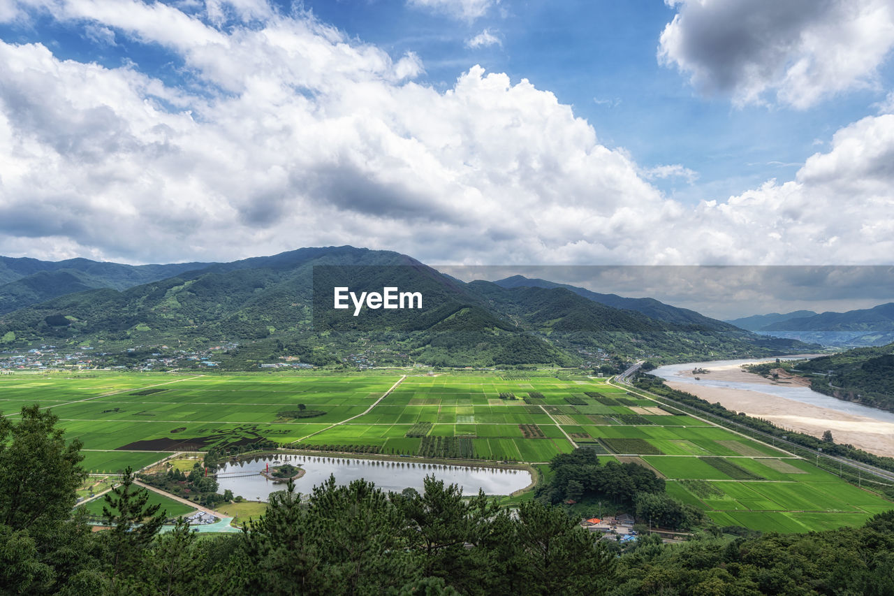 The view of seomjingang river and rice paddies with couple pine trees in hadong, south korea. 