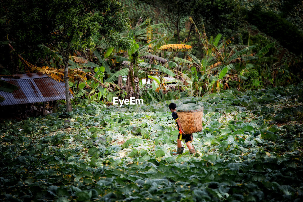 Rear view of farmer carrying basket while walking on agricultural field