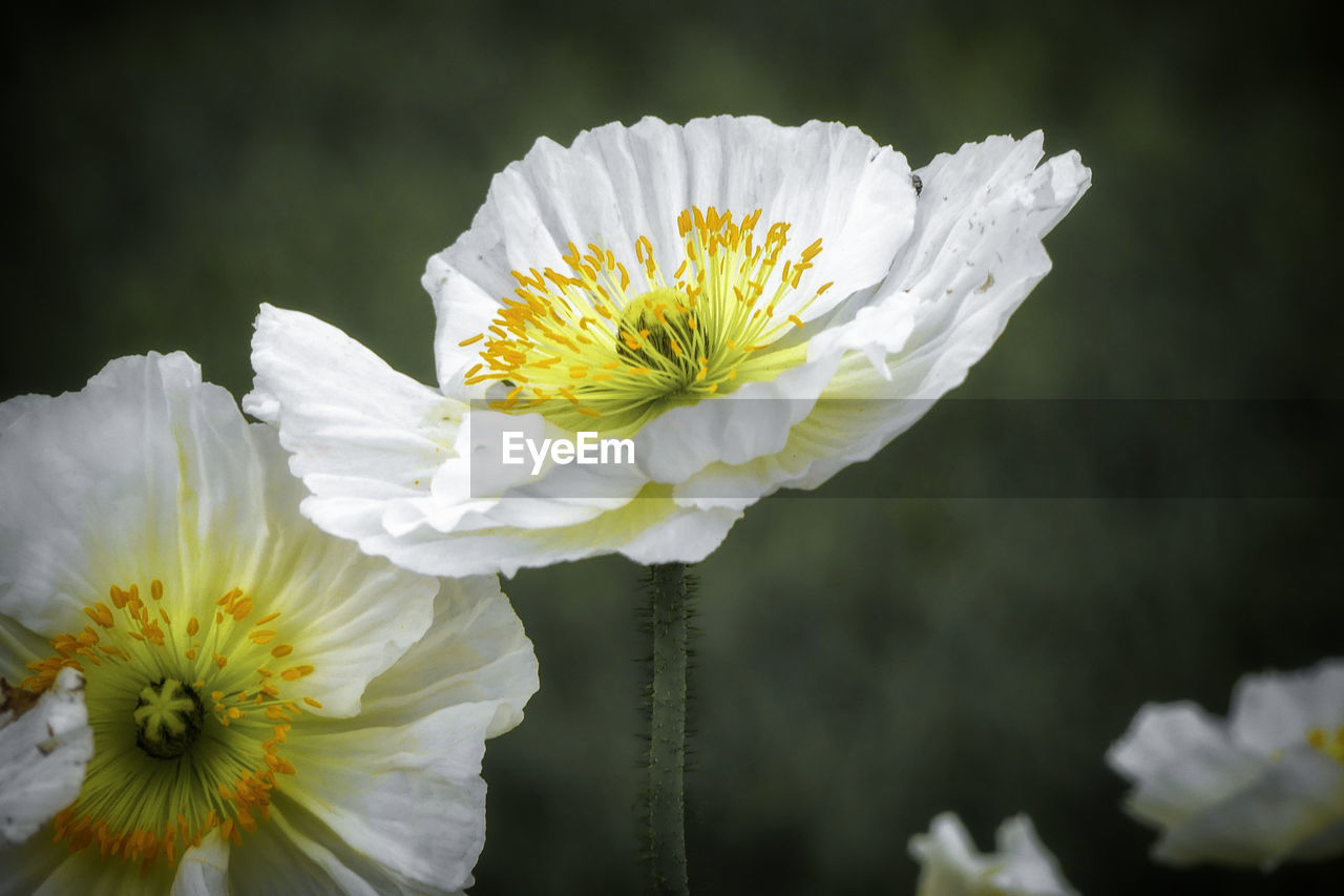 Close-up of white daisy flower