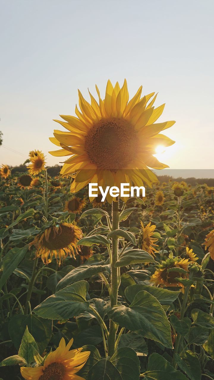 Close-up of sunflower on field against sky