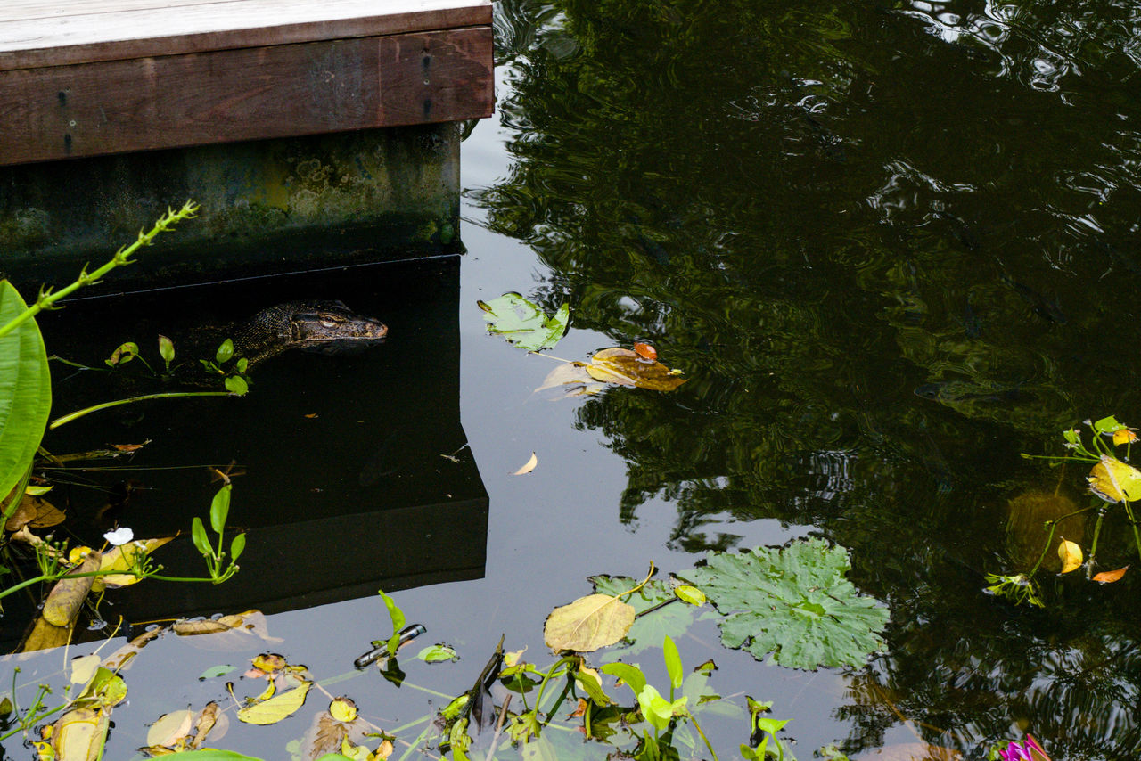 Varan monitor lizard swimming in the pond