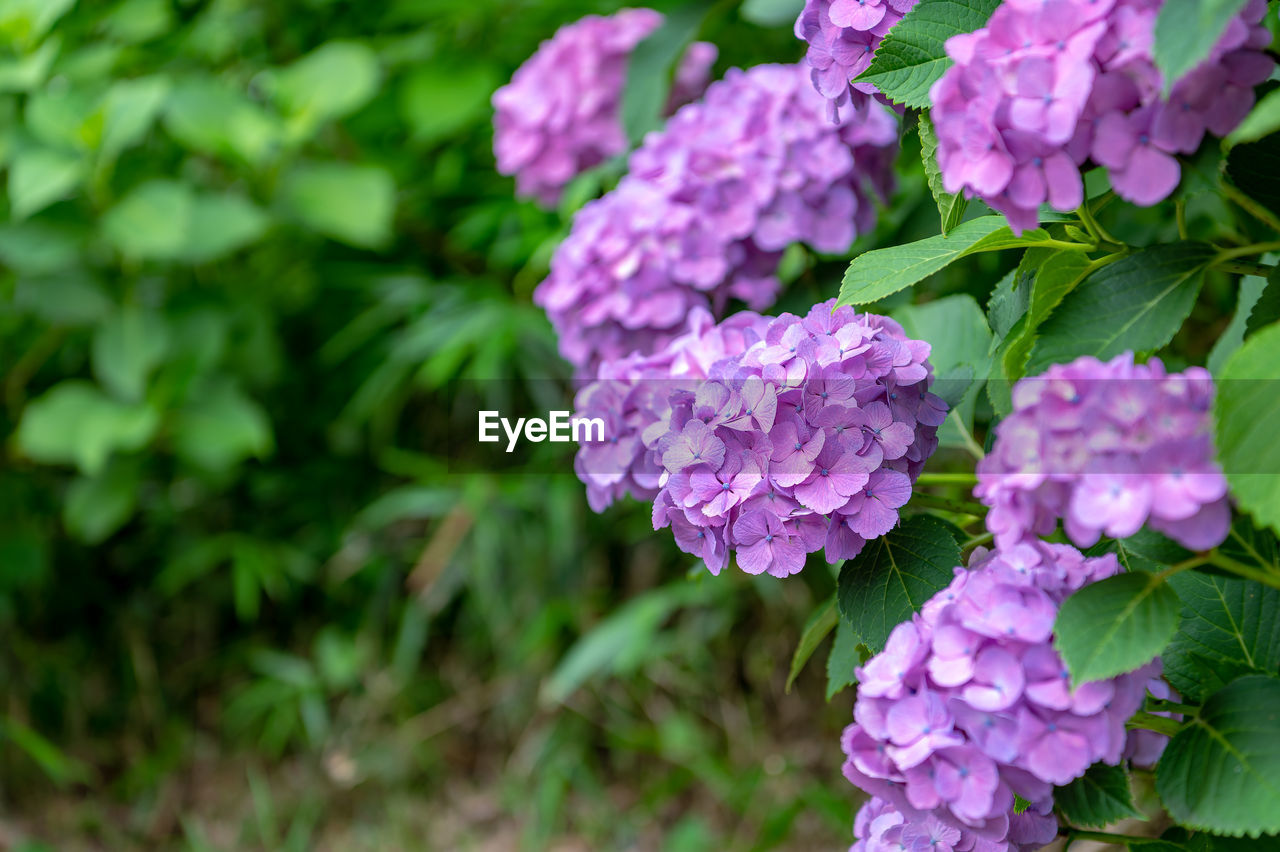 plant, flower, flowering plant, beauty in nature, freshness, nature, purple, plant part, leaf, close-up, growth, pink, hydrangea, petal, fragility, lilac, inflorescence, flower head, no people, botany, outdoors, hydrangea serrata, day, garden, green, springtime, focus on foreground