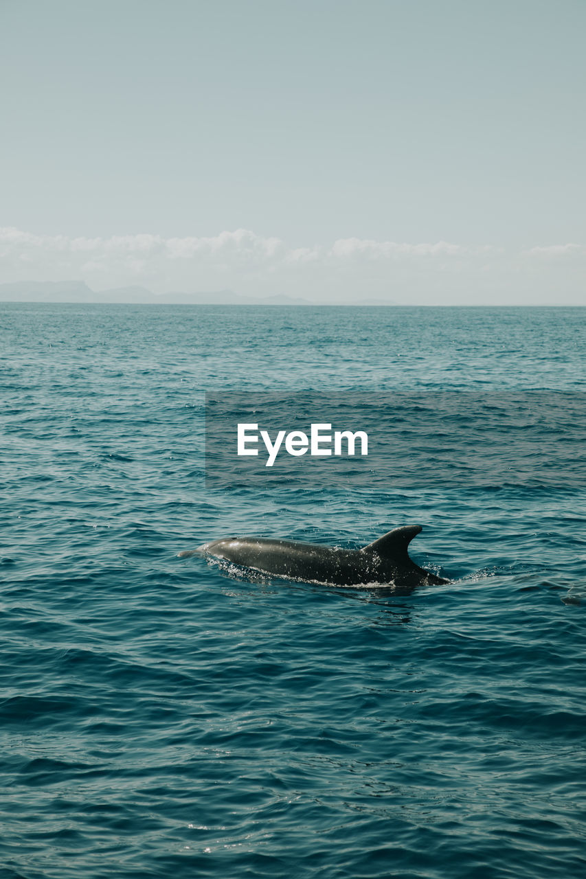 VIEW OF SWIMMING IN SEA