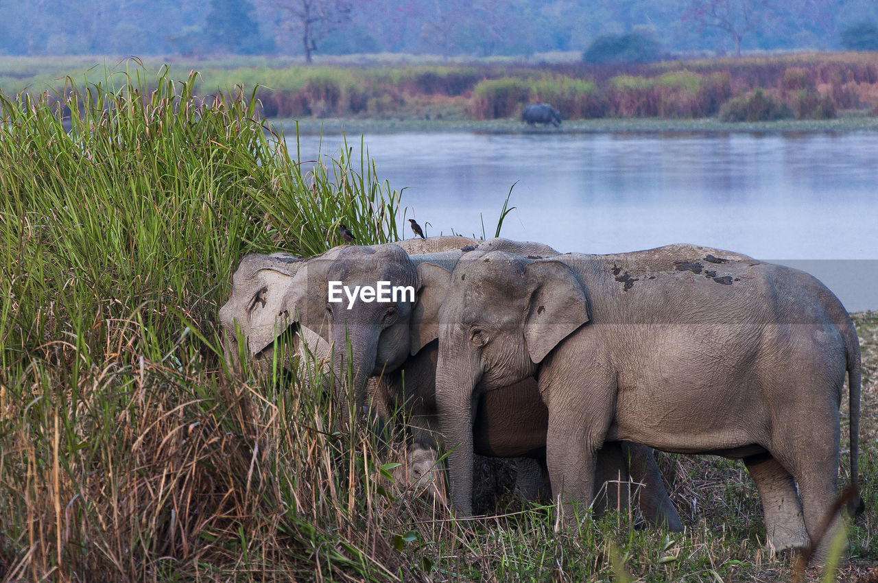 Elephants standing by lake