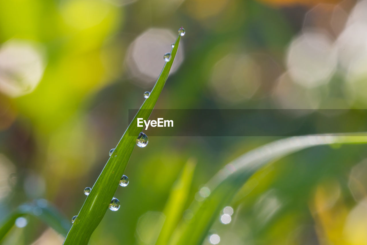 Close-up of wet plant during rainy season