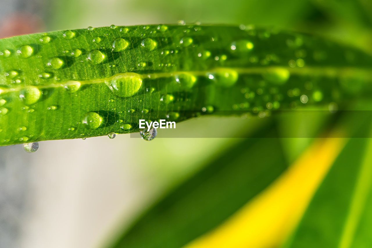 CLOSE-UP OF RAINDROPS ON LEAVES