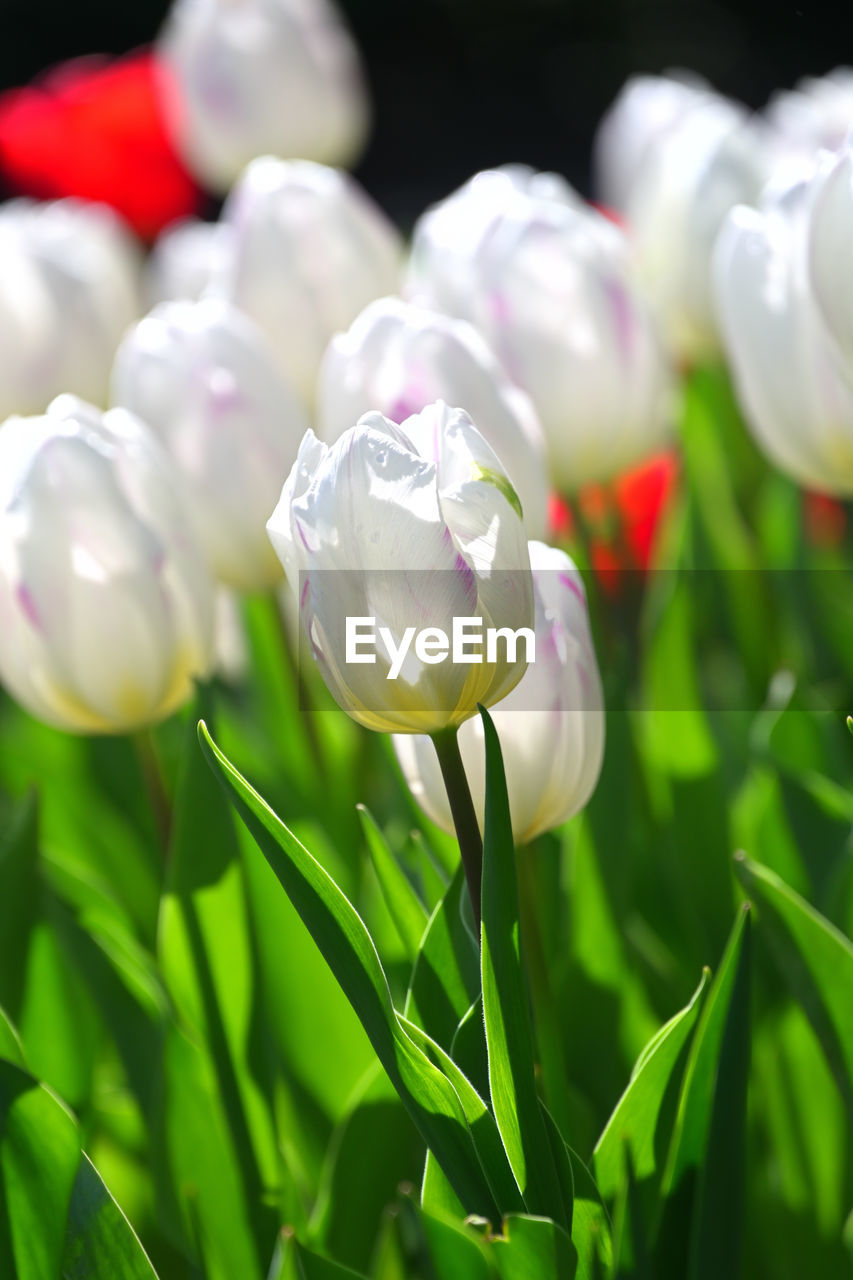 plant, flower, flowering plant, beauty in nature, freshness, nature, close-up, fragility, tulip, petal, growth, springtime, flower head, green, no people, inflorescence, white, leaf, plant part, selective focus, outdoors, macro photography, blossom, multi colored, focus on foreground, flowerbed, plant bulb, plant stem