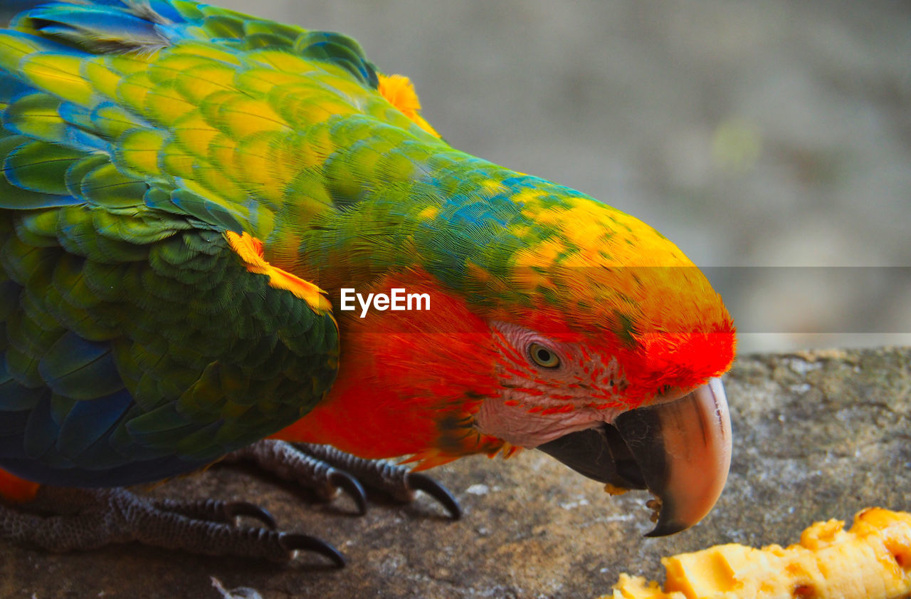 A feeding macaw 