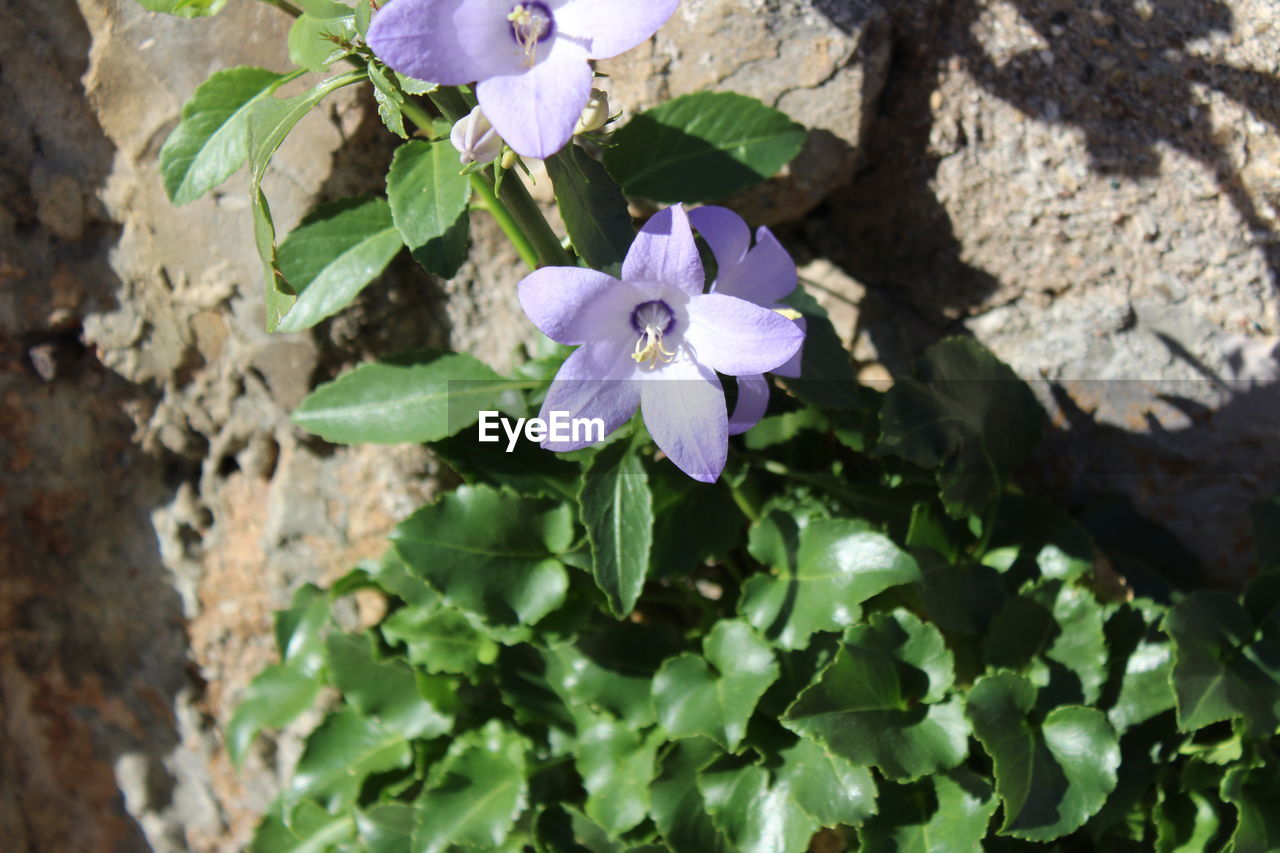 CLOSE-UP OF PURPLE IRIS BLOOMING OUTDOORS