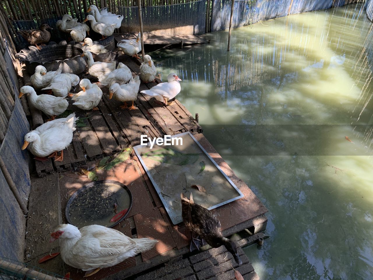 HIGH ANGLE VIEW OF FOOD IN LAKE