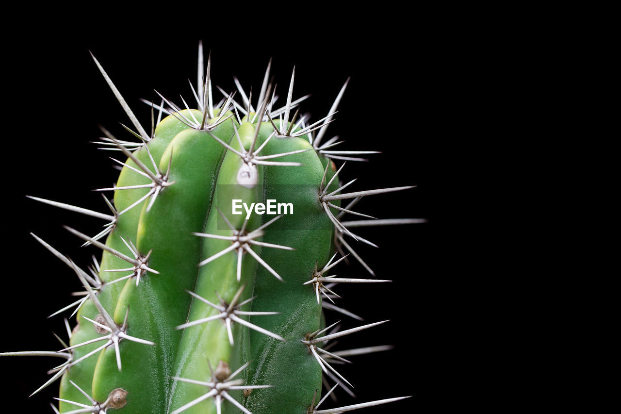 Cactus with sharp thorns, copy space.