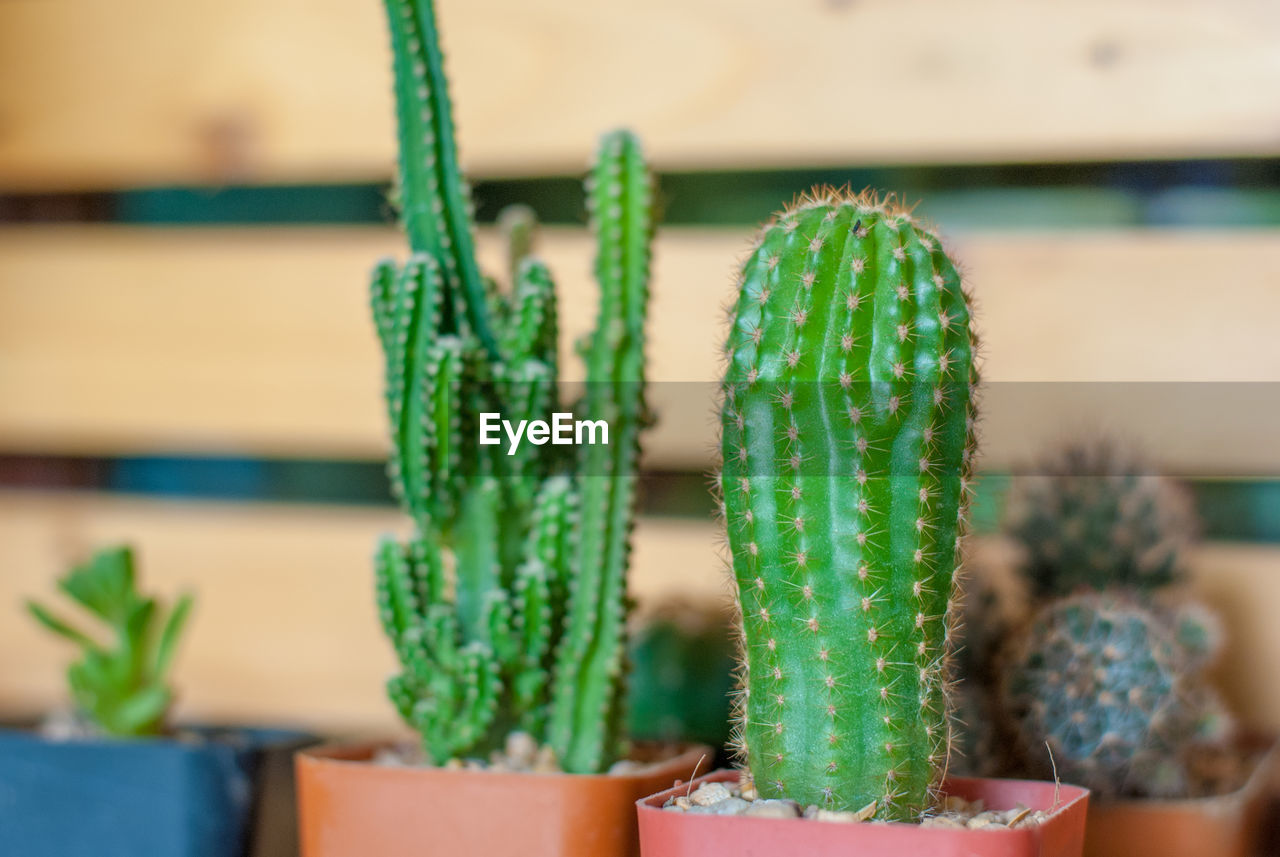 CLOSE-UP OF CACTUS GROWING IN POT
