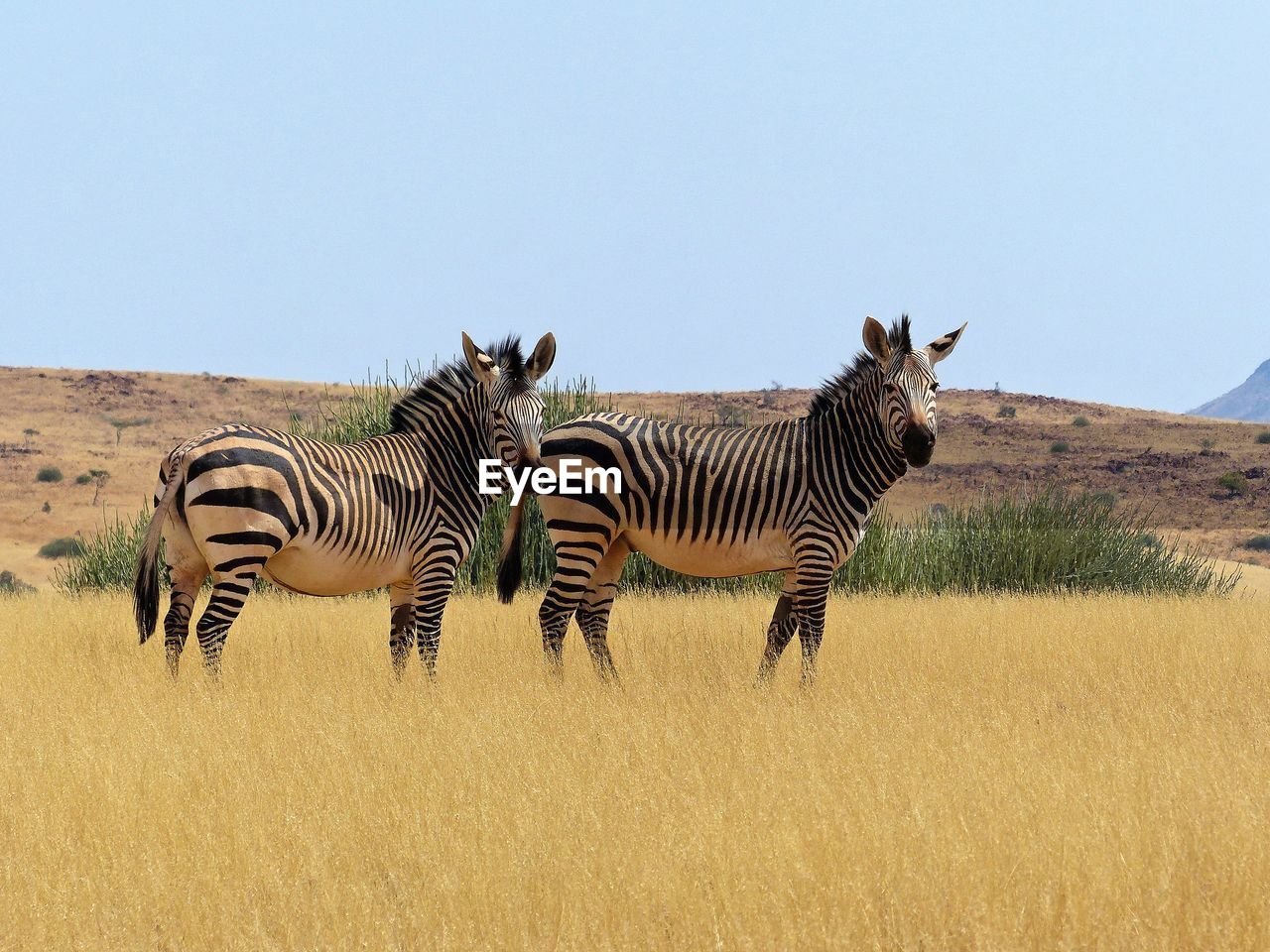 VIEW OF ZEBRA ON FIELD