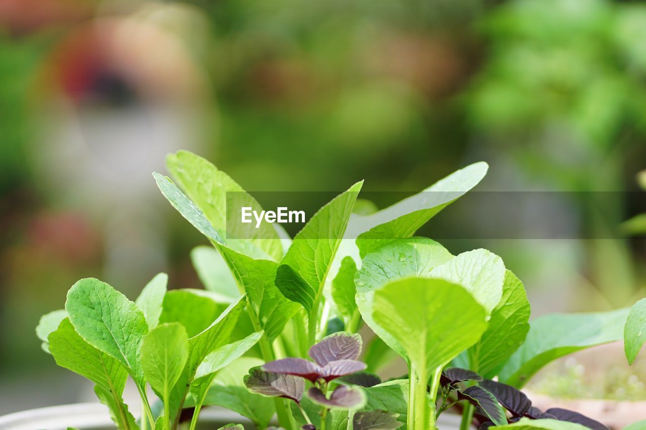 CLOSE-UP OF FRESH GREEN LEAVES