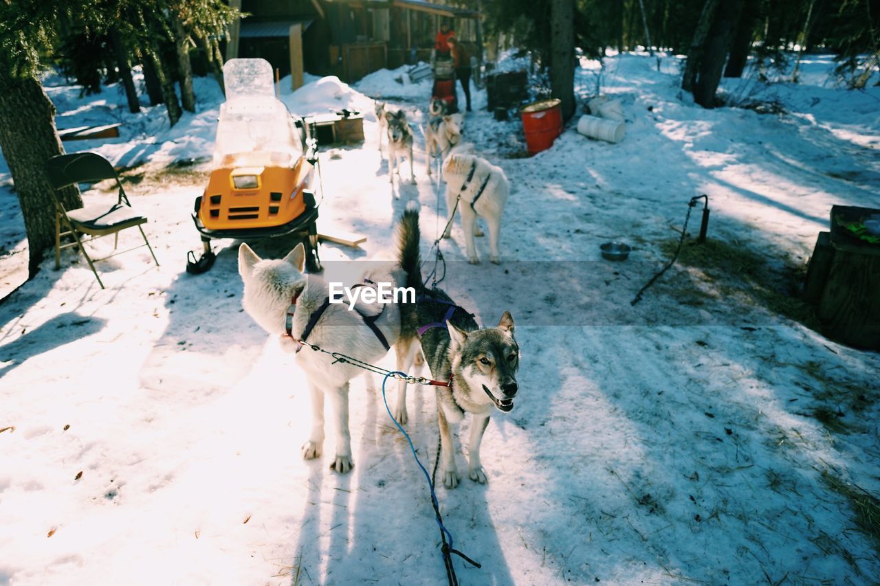 High angle view of sled dogs