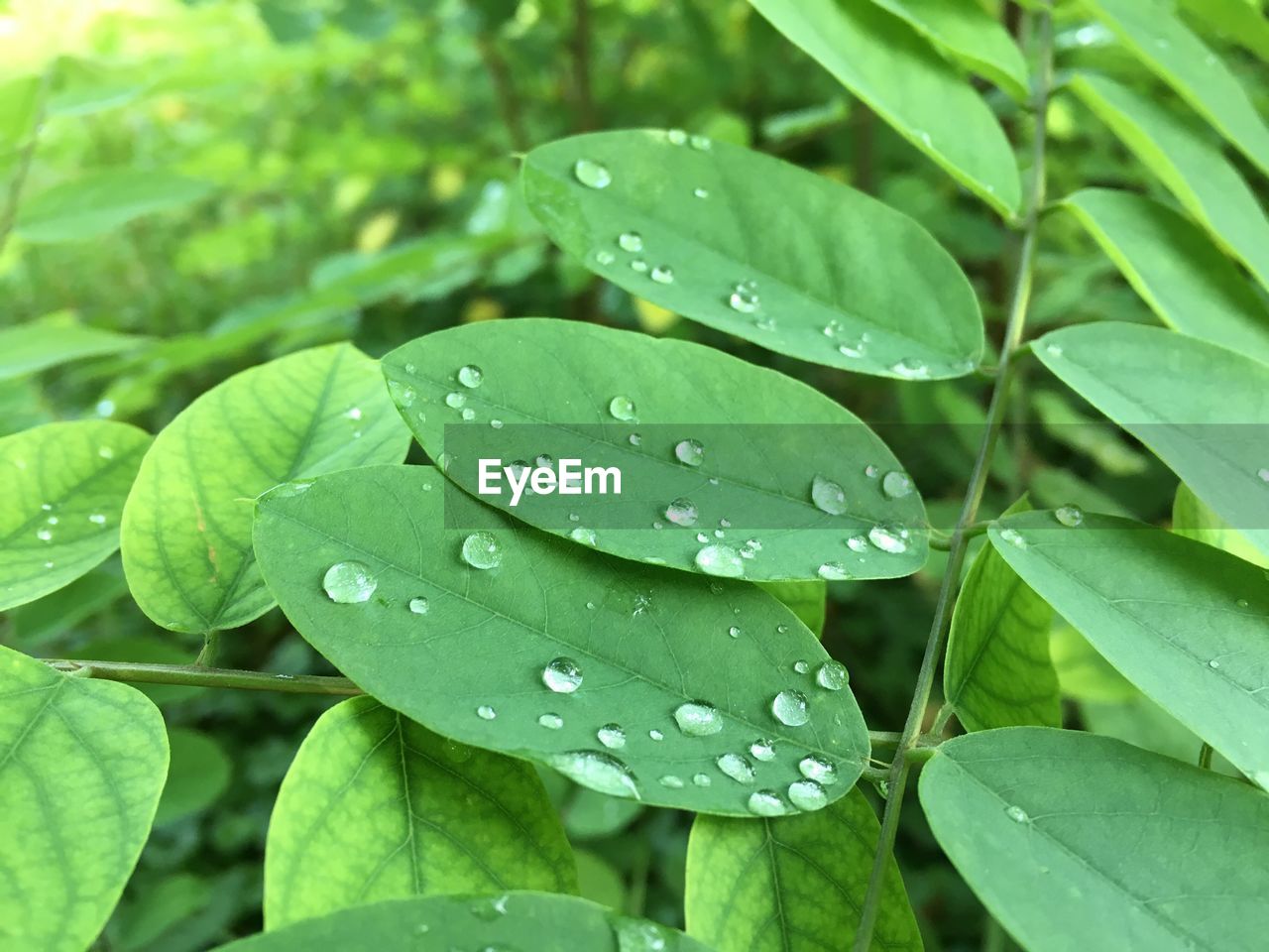 Close-up of wet plant leaves during rainy season