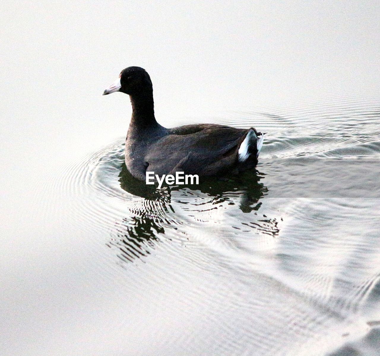 DUCK IN LAKE