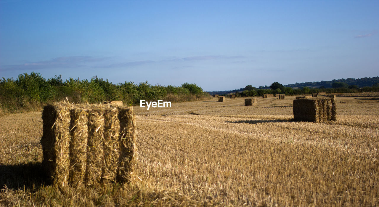 Hay bales on field against clear blue sky