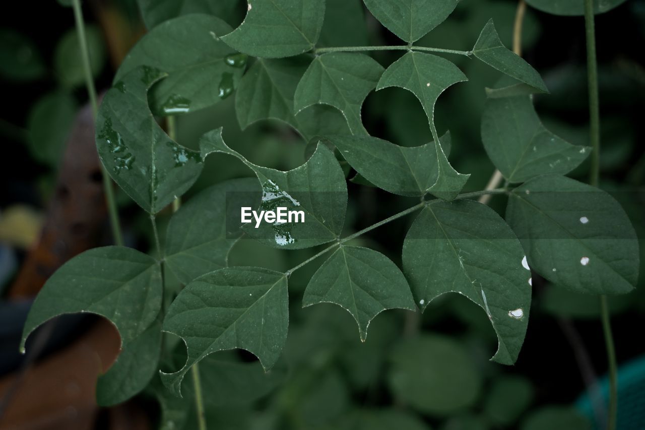 Close-up of raindrops on leaves