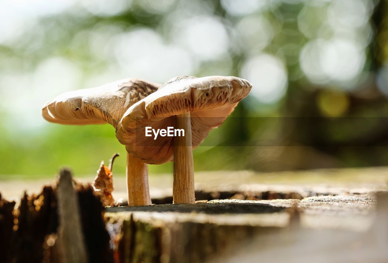 Close-up of mushroom on field