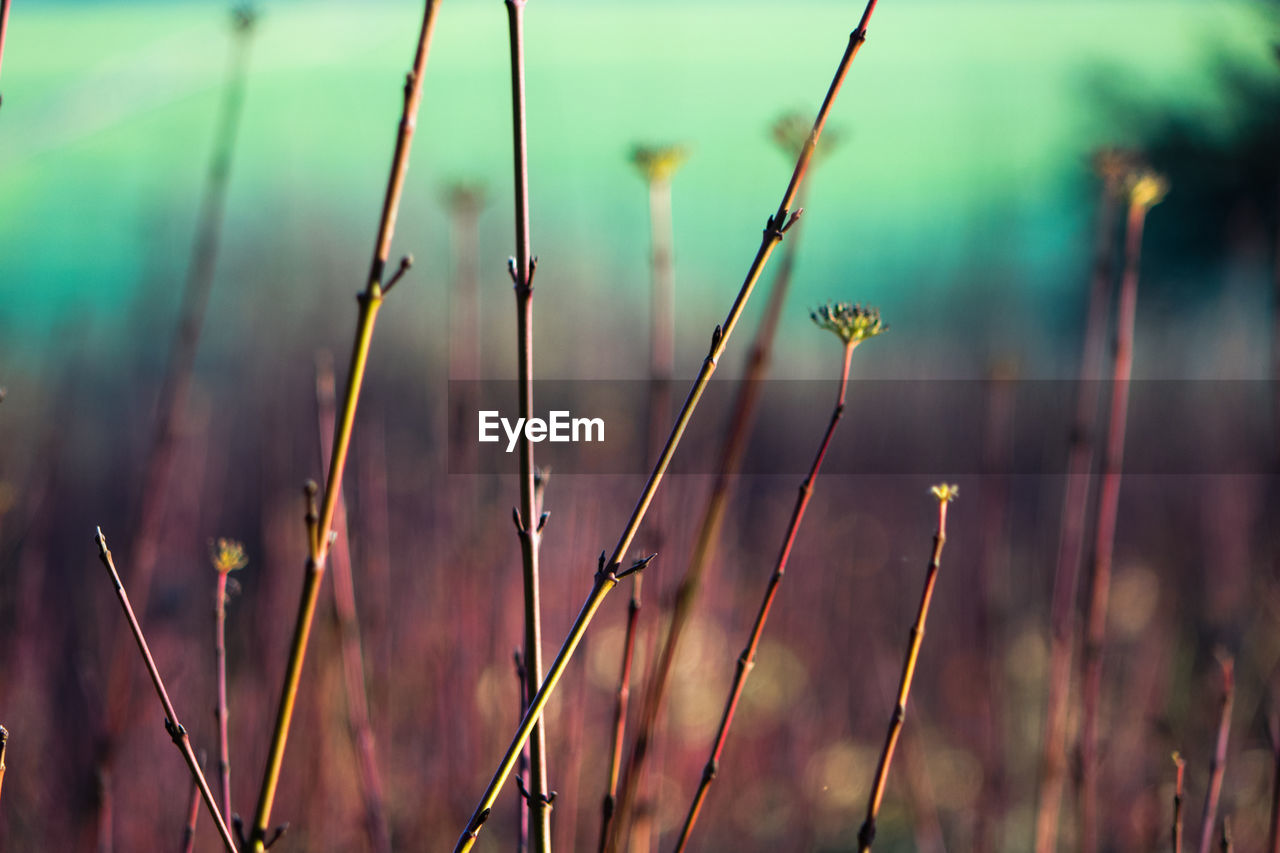 Close-up of plant stems