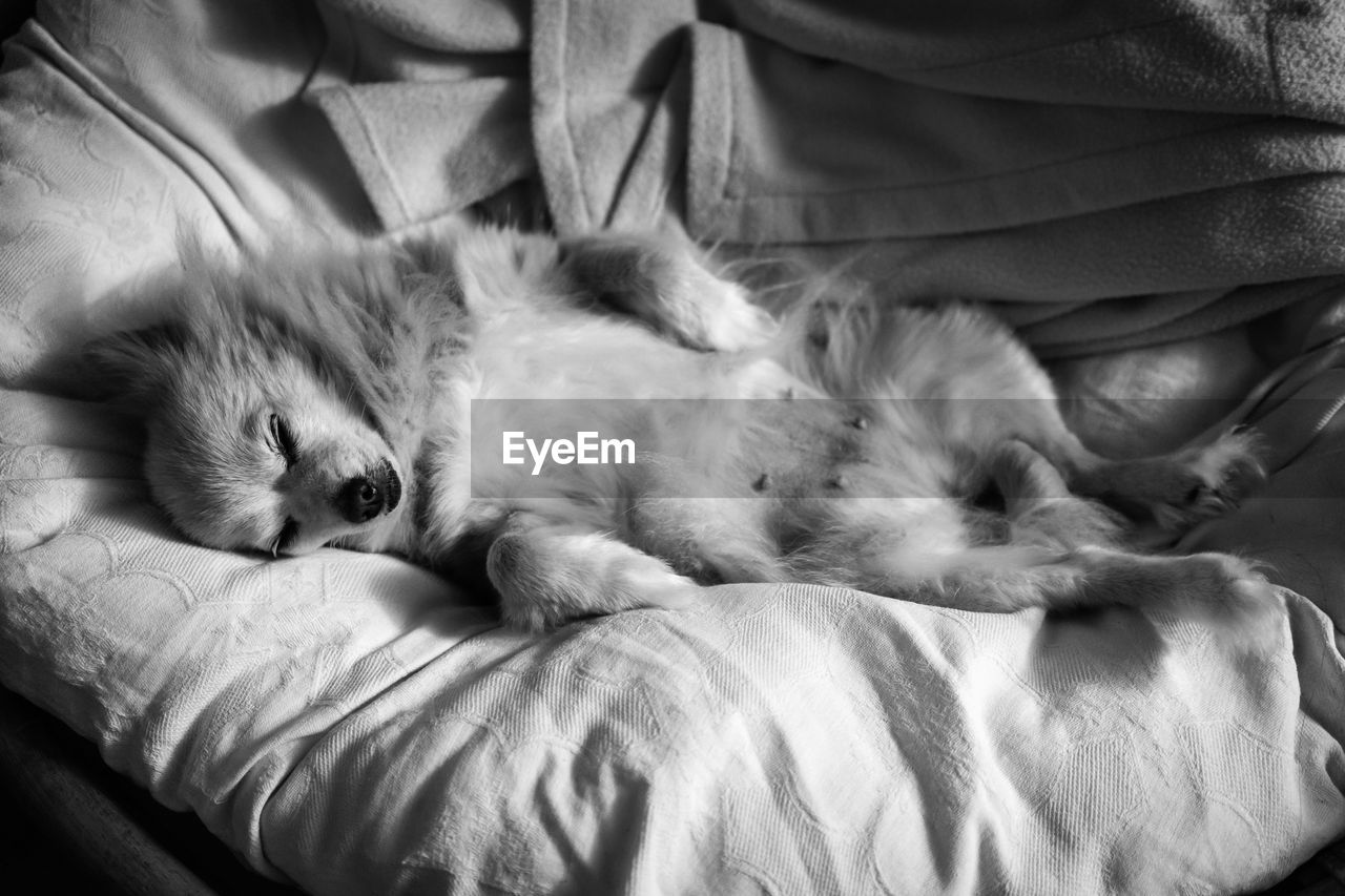 CLOSE-UP PORTRAIT OF KITTEN SLEEPING ON BED