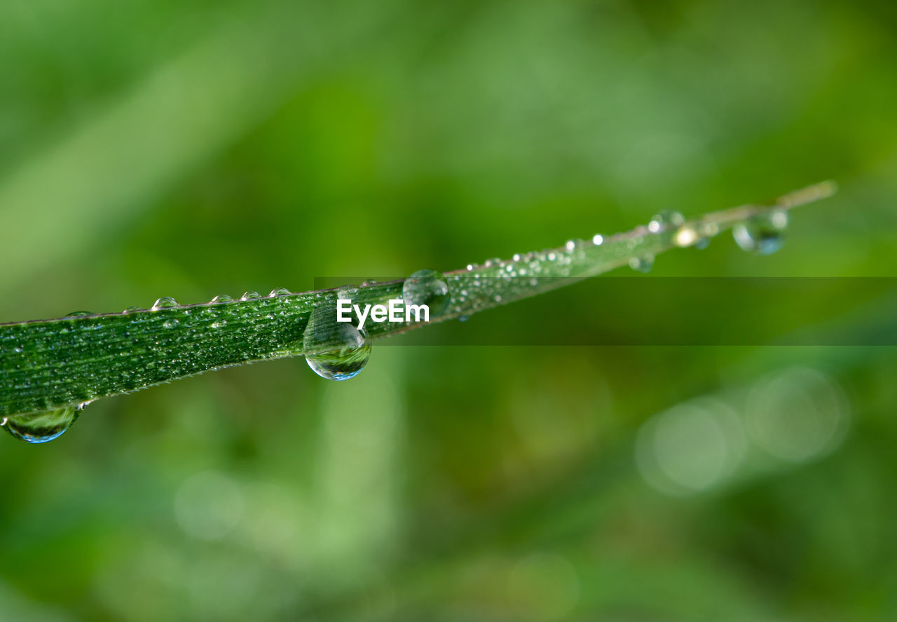 CLOSE-UP OF RAINDROPS ON LEAF