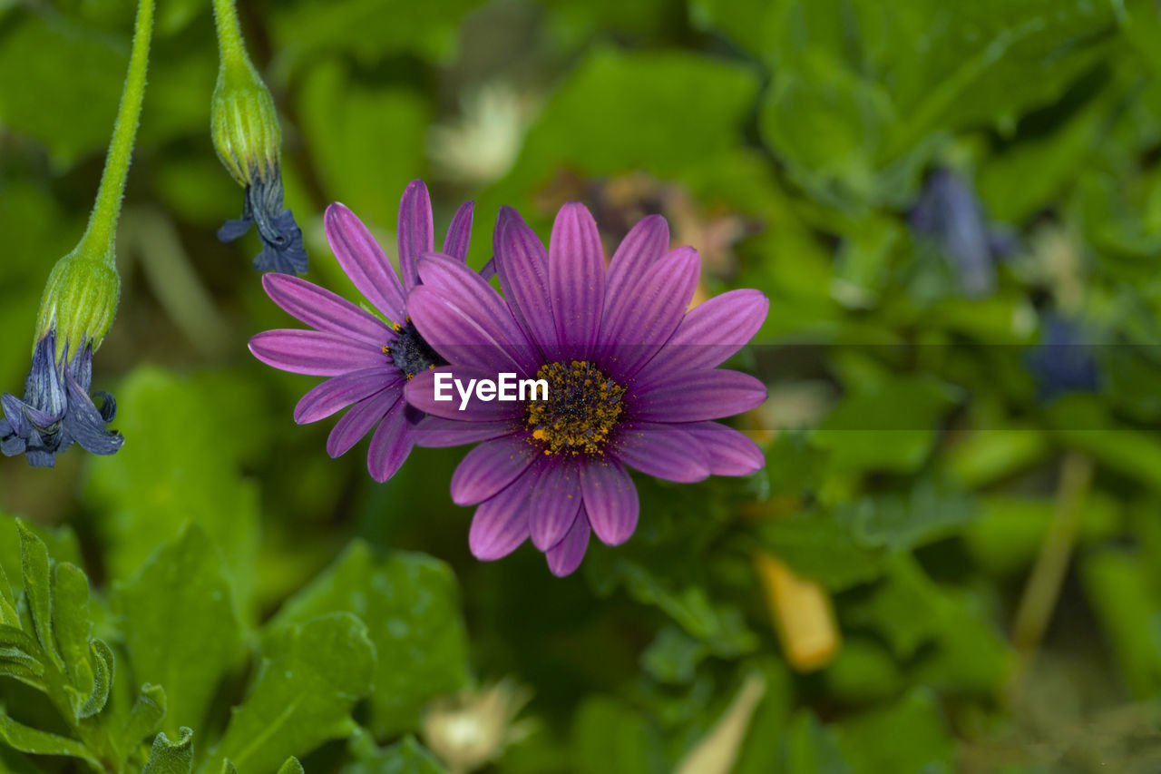 CLOSE-UP OF PURPLE COSMOS FLOWER