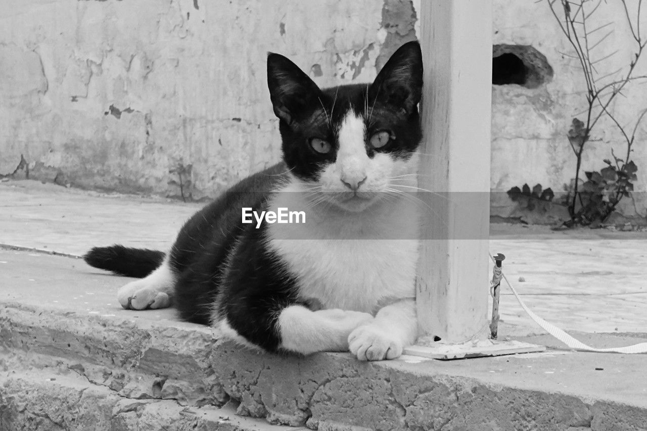 animal themes, mammal, animal, pet, cat, domestic animals, one animal, domestic cat, white, feline, black and white, black, whiskers, monochrome, monochrome photography, sitting, portrait, no people, felidae, looking at camera, relaxation, small to medium-sized cats, wall - building feature, day