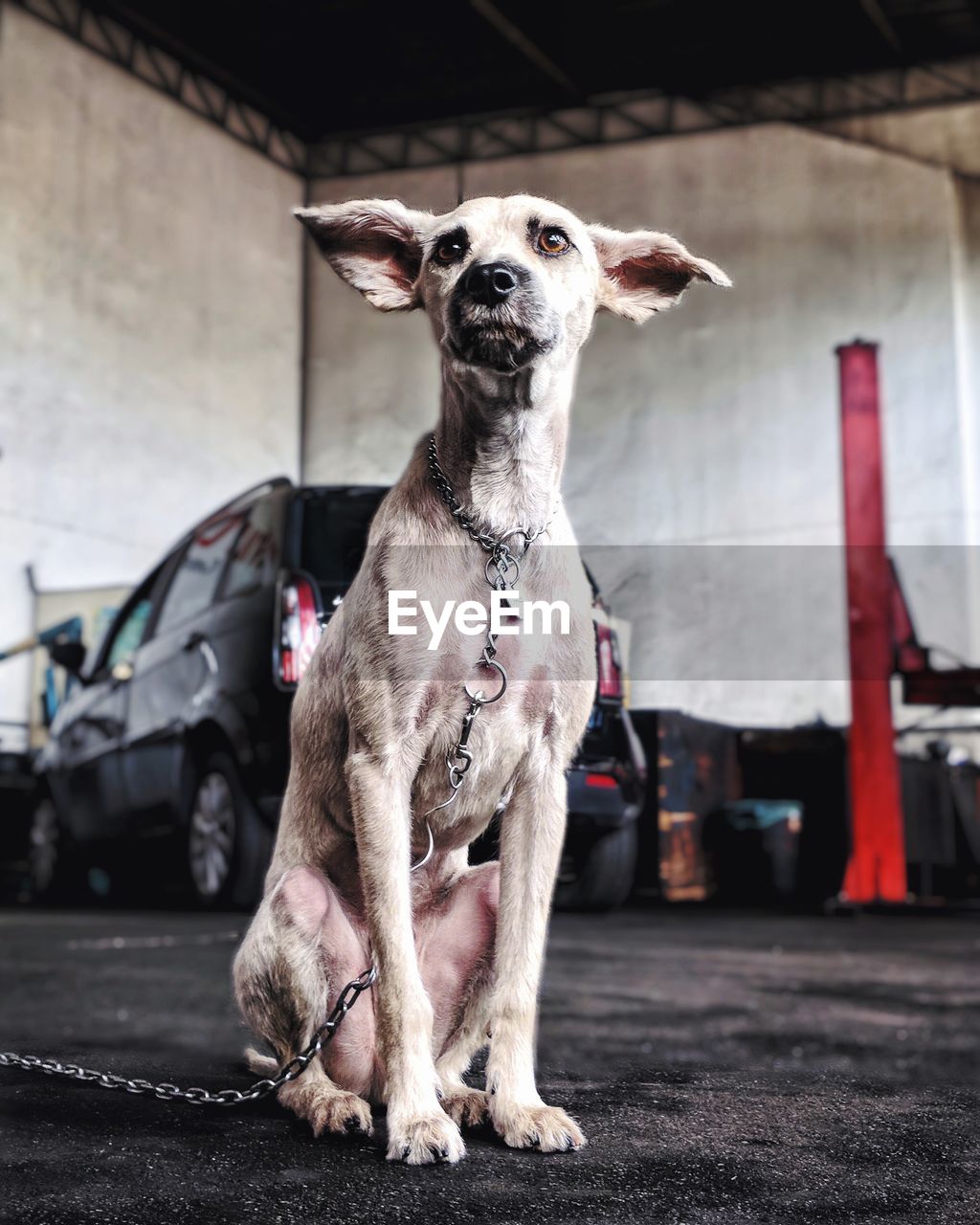 PORTRAIT OF DOG ON CAR