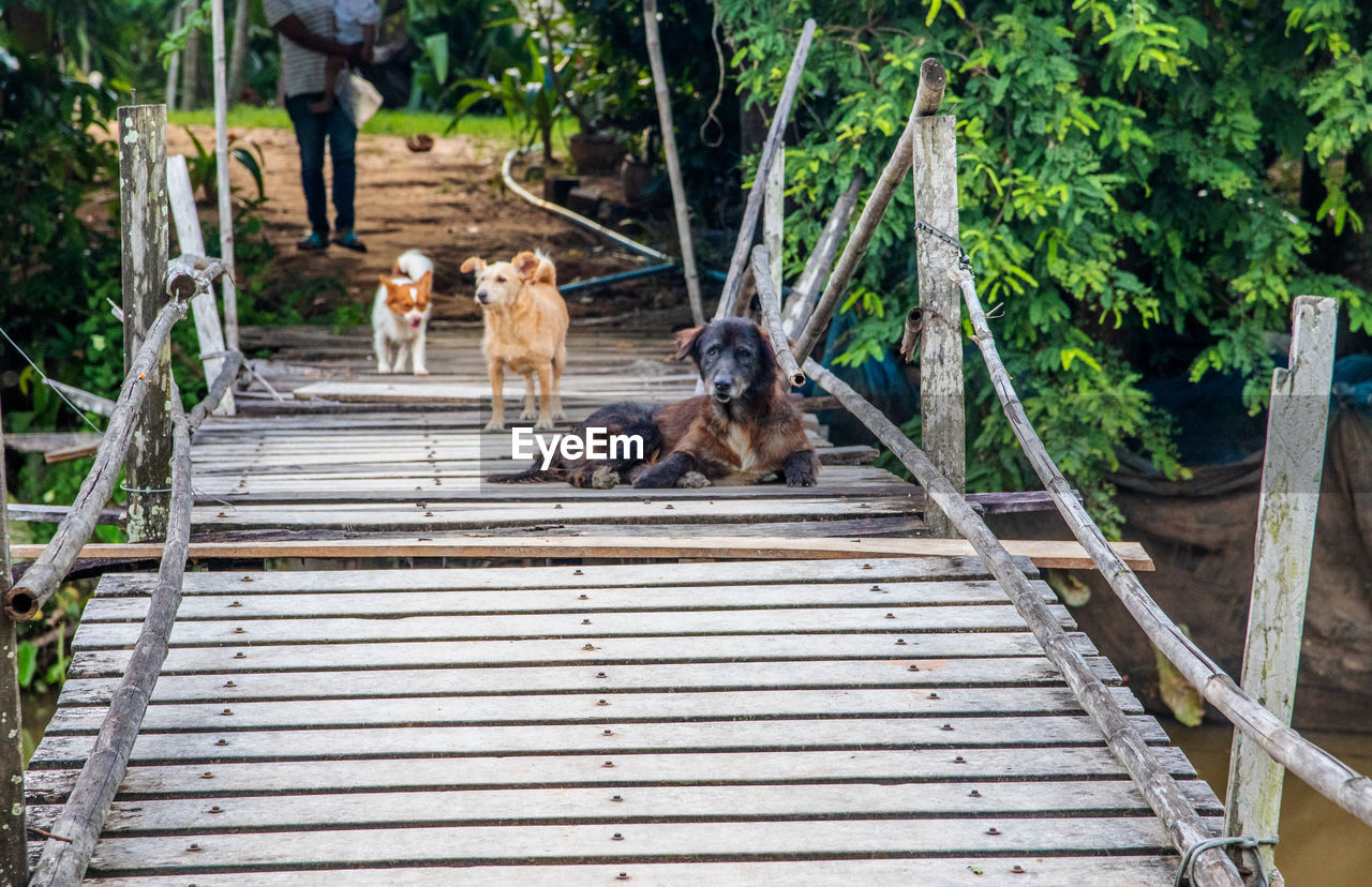 Street dogs guard a wobbly and simply constructed wooden bridge