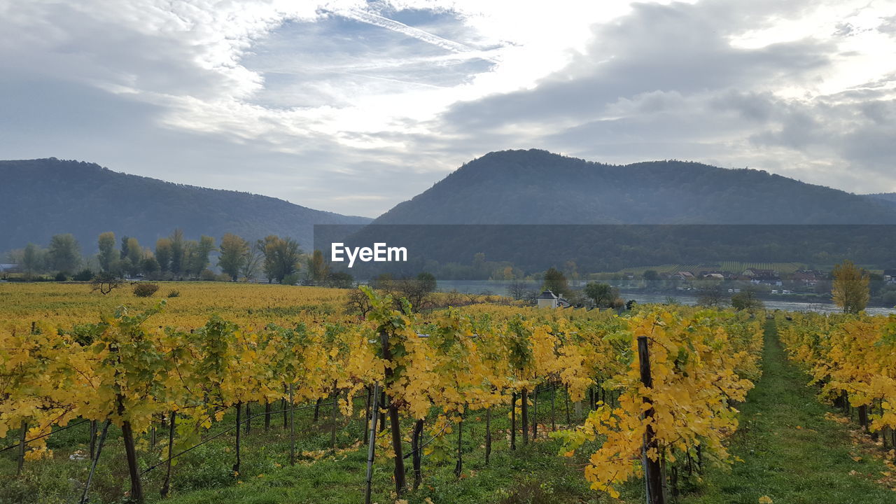 SCENIC VIEW OF FIELD AGAINST MOUNTAINS