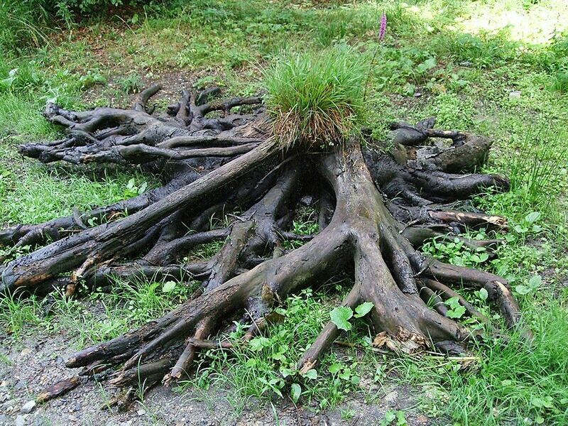 VIEW OF GRASS AND TREE