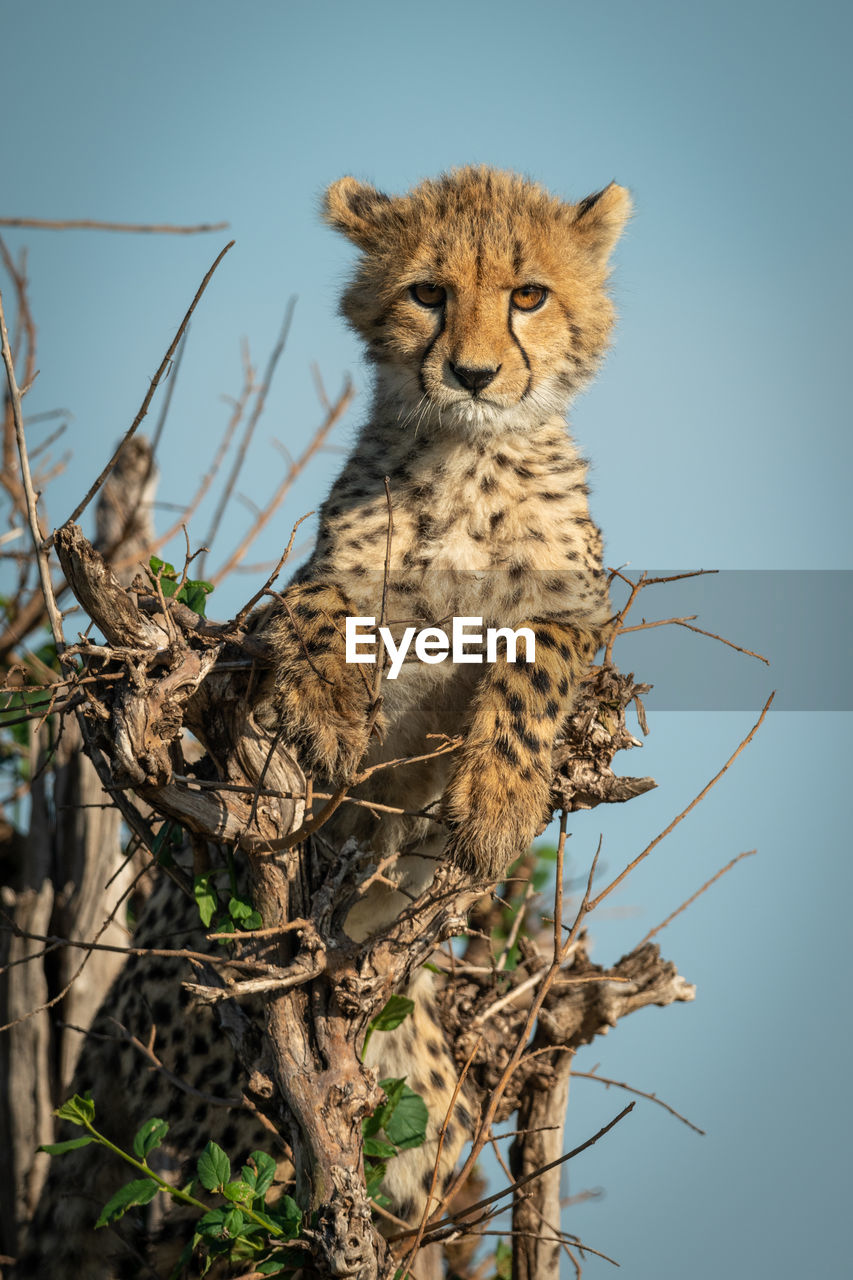 Cheetah cub lies in bush facing camera