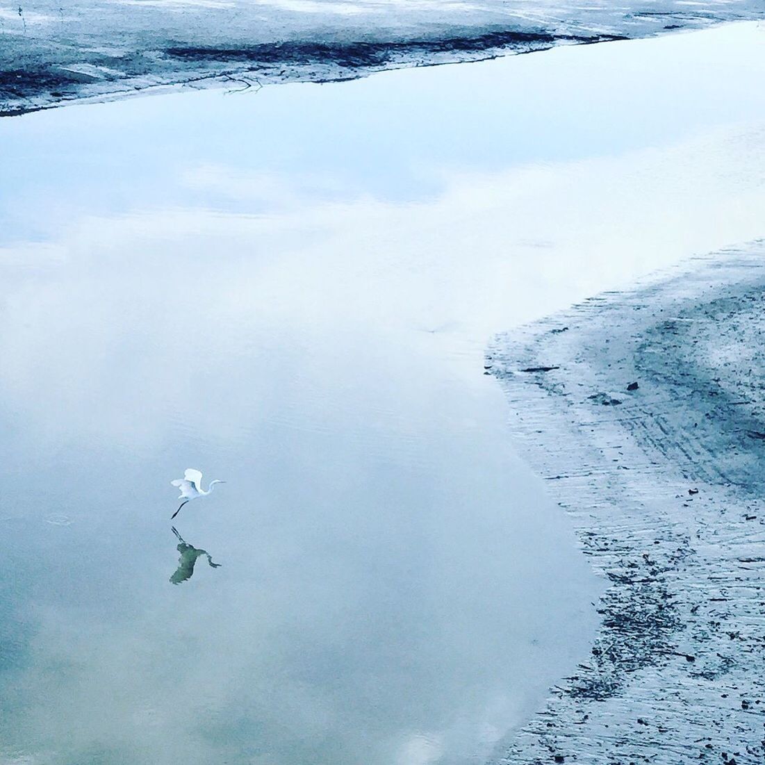 High angle view of egret flying over calm stream