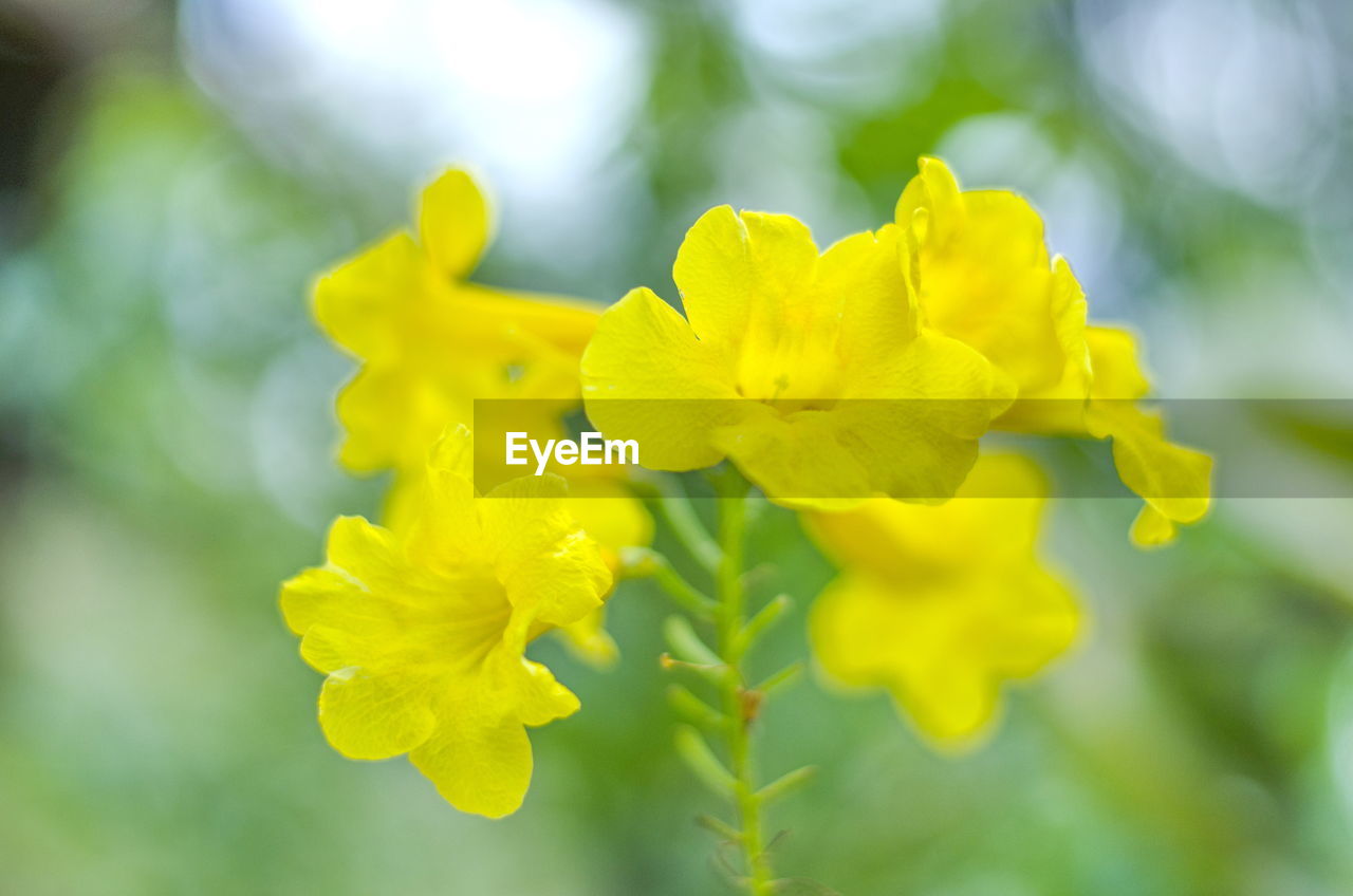 CLOSE-UP OF YELLOW FLOWER