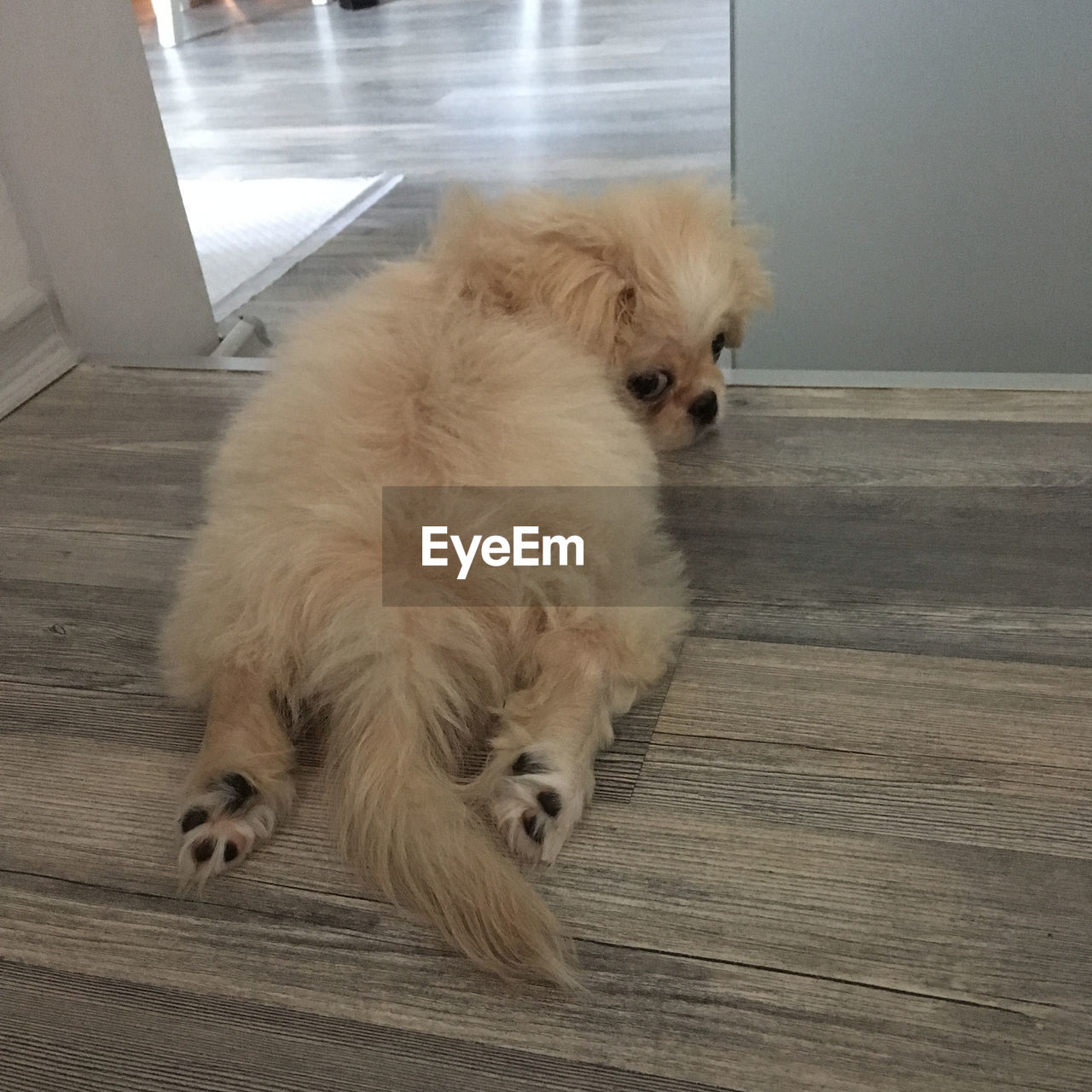 DOG RELAXING ON BED